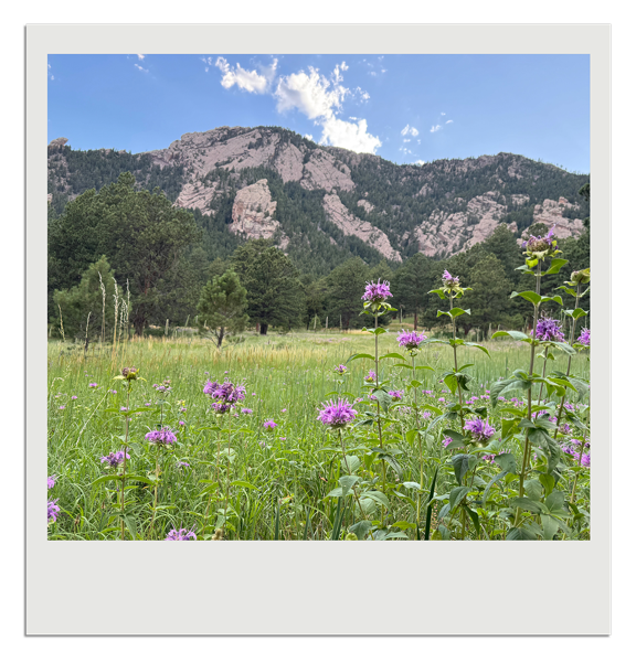Polaroid of the Flatirons above a wildflower meadow in Boulder