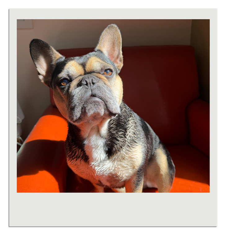Polaroid of Frida, a French bulldog, posing on an orange chair