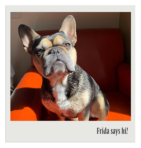 Polaroid of Frida the French bulldog on an orange chair, captioned Frida says hi!